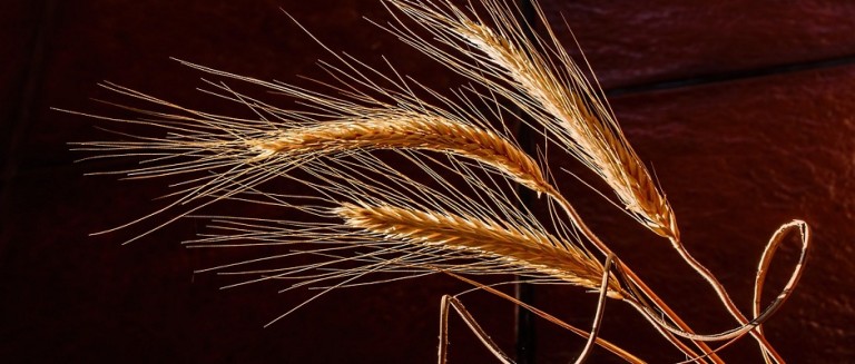 Barley