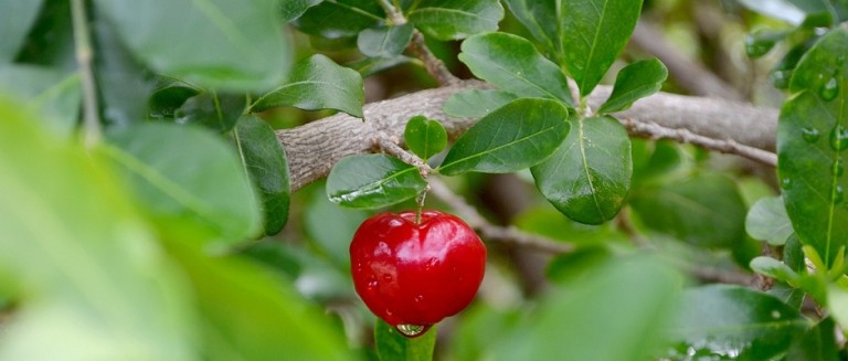 (Malpighia glabra)