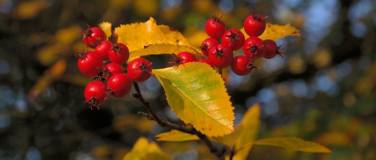 Weißdorne (Crataegus)