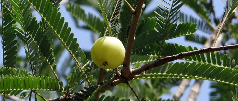 indian gooseberry
