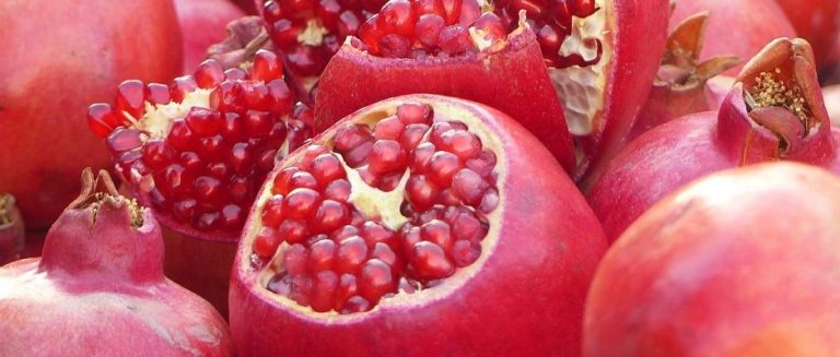 Punica granatum