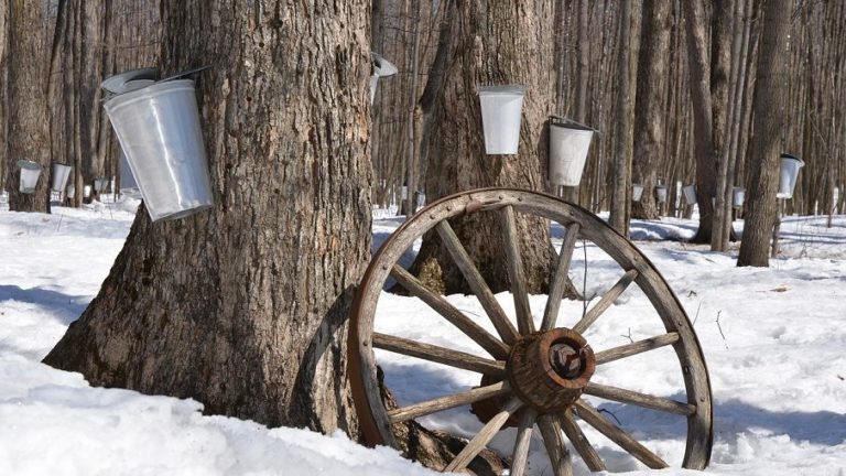 maple syrup